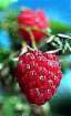raspberry (4K)